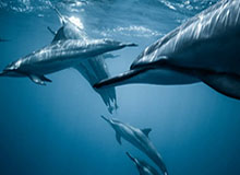 马健：杨瀚森首秀超过邓肯约基奇 高位策应内线都是响当当的人物